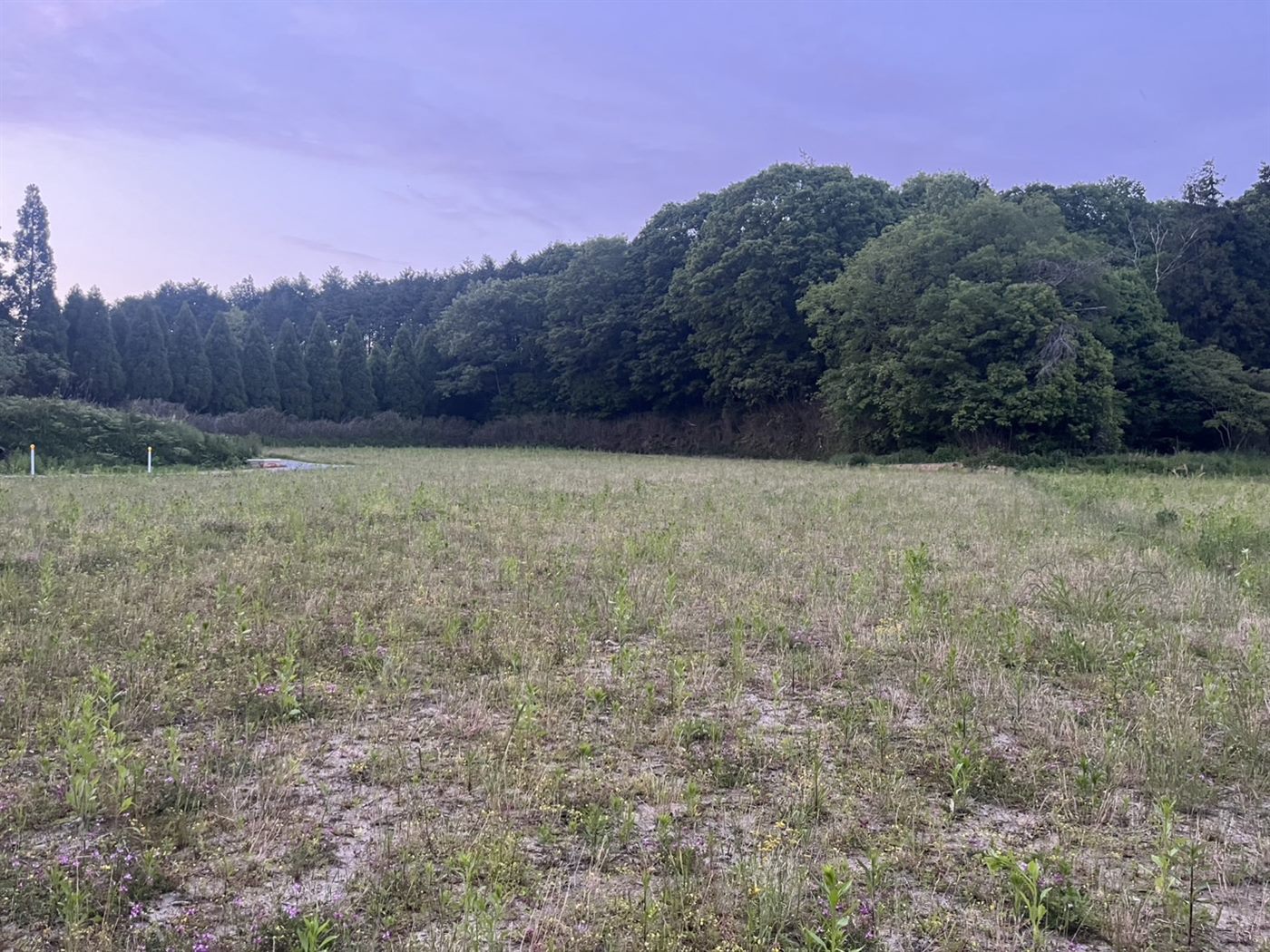 草に覆われた夕暮れの土地。まだ棚も木もない